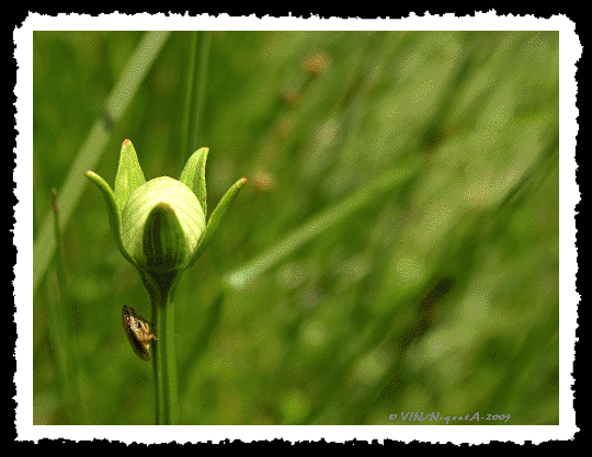 Cycadle et Parnassia palustris