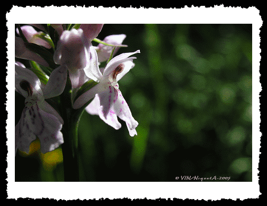 Dacthylorhiza maculata ou Orchis tachet