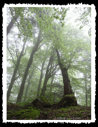 La magie des vieux arbres
