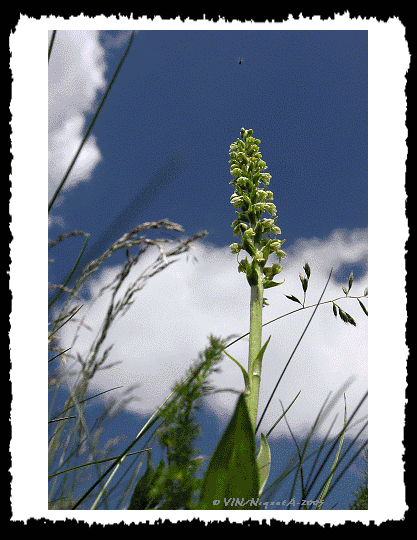 Pseudorchis albida ou orchis blanchatre