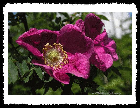 Rosa alpina ou rosier alpin