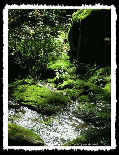 Un ruisseau en sous bois