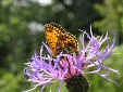 Papillon sur Centaurée des montagnes